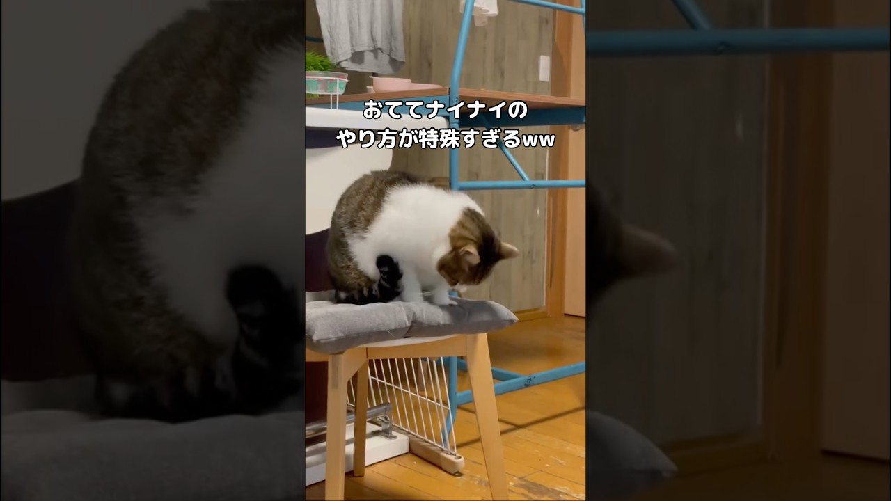 おててナイナイのやり方が他とは一線を画すヌコ #おててないない #猫 #shorts