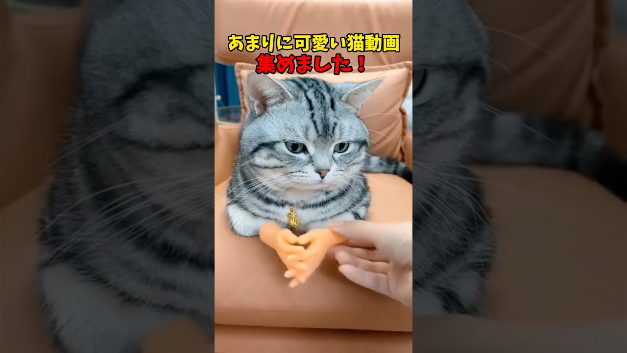猫さん、あまりに可愛すぎる。 #猫 #cat #cats #cute