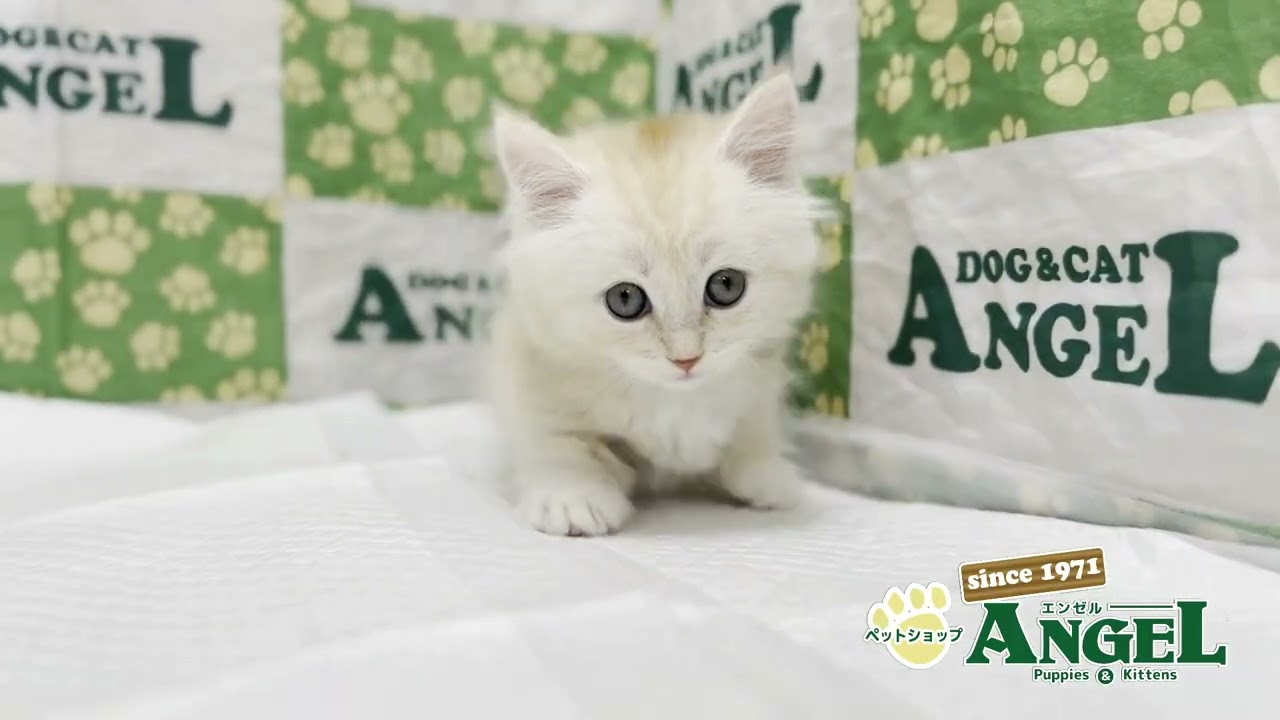 マンチカン 2505069 【ペットショップエンゼル　子犬・子猫販売】