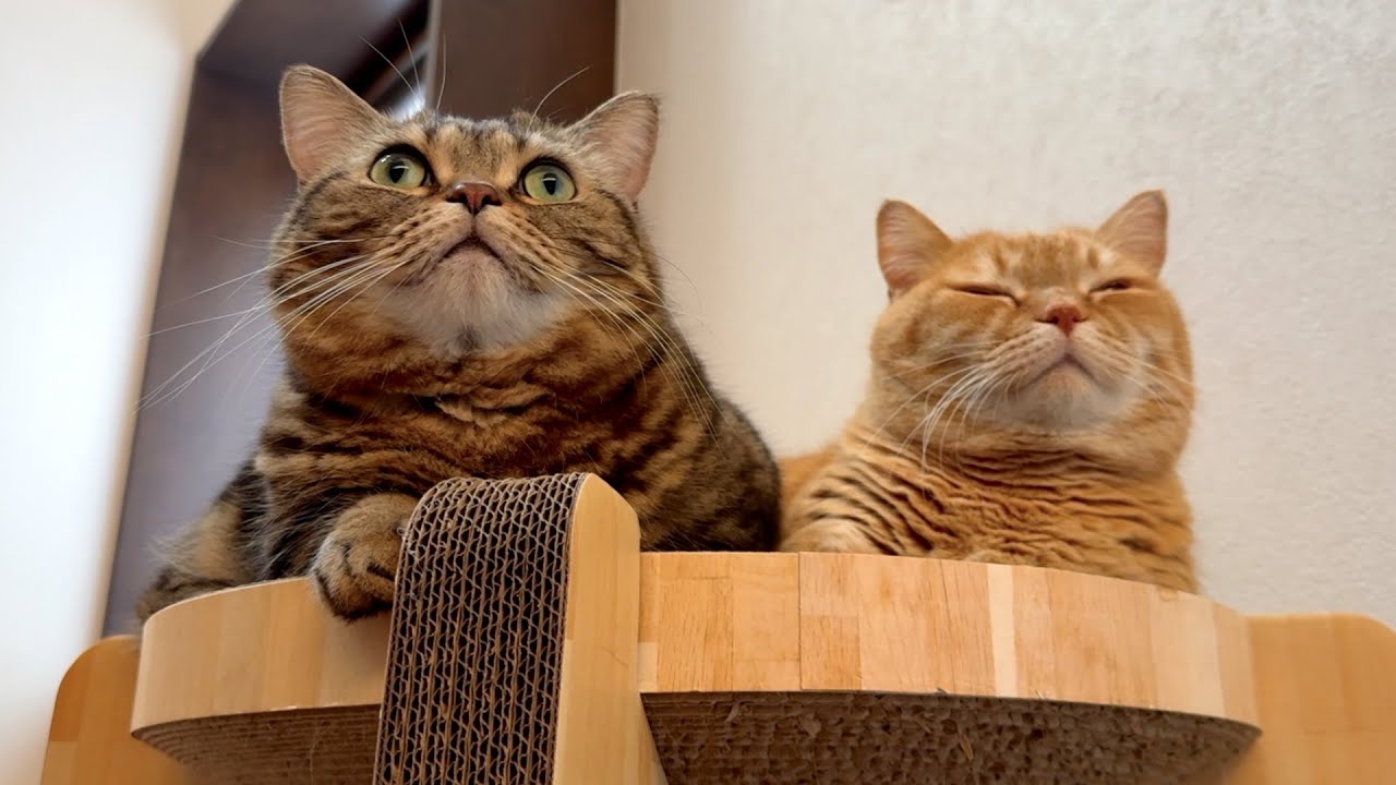 仲良しにゃんずが可愛すぎる…！