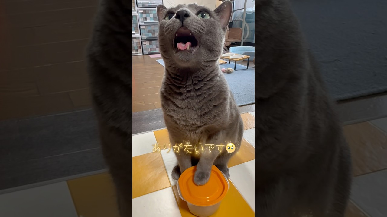 【ロシアンブルー】めろん♡暑くても食欲旺盛!元気🤗【猫】#shorts