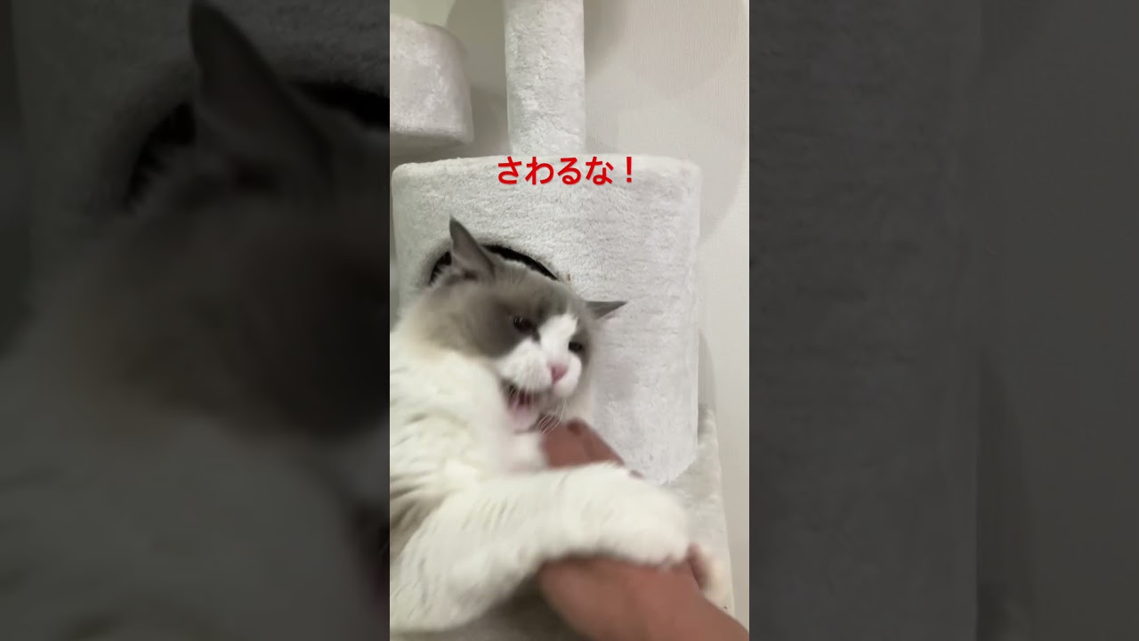 触るな！ラグドールまるちゃん #ラグドール  #猫のいる暮らし  #catlovers  #ragdoll  #ragdollcat  #猫  #子猫 #猫のいる暮らし