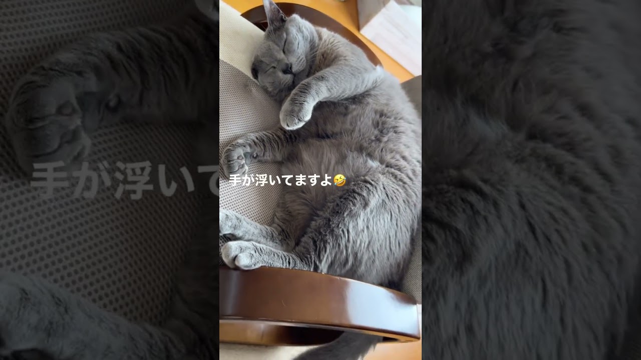 【もふもふグレちゃん】 #癒し #癒し動画 #グレーの猫 #シャルトリュー