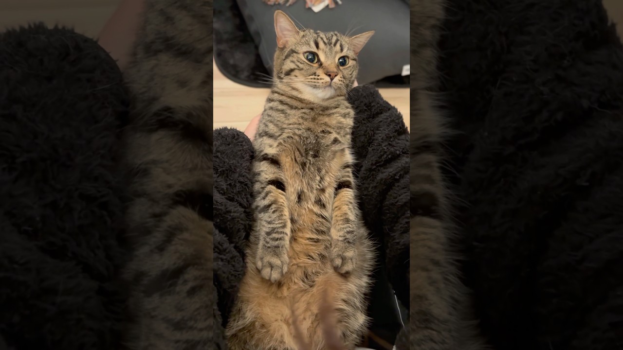 大暴れやんちゃ猫を落ち着かせるママwww #shorts #猫 #cat