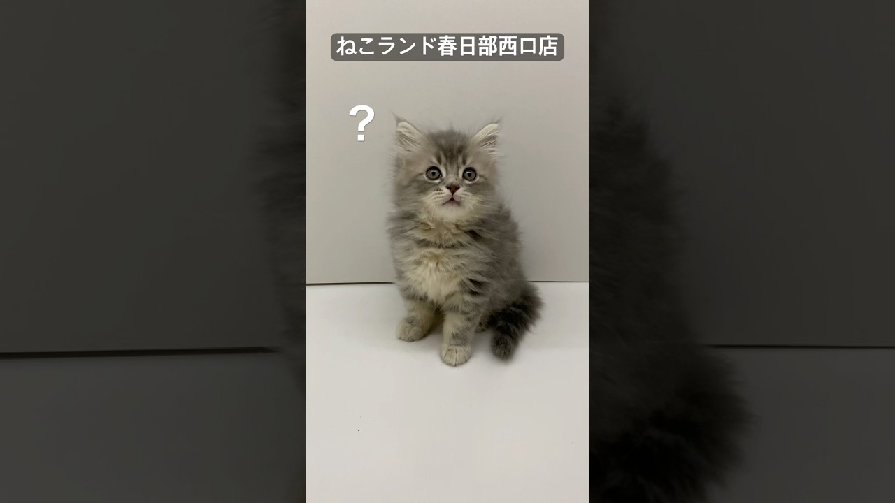 【子猫販売】#サイベリアン #猫アレルギー #ブリーダー #ねこランド #春日部