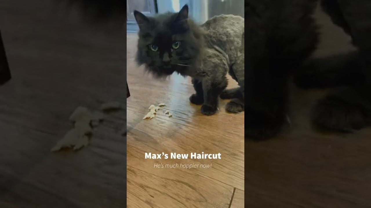 Max the Cat got a haircut!