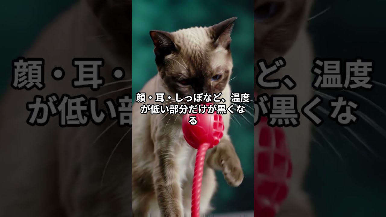 【シャム猫】実は“体温”で色が変わる!? 毛色のヒミツ　#雑学  #horse  #シャム猫
