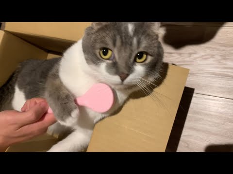 「猫舌ブラシ」で撫で回される子猫時代のたぴ #アメリカンカール #2025.4.21