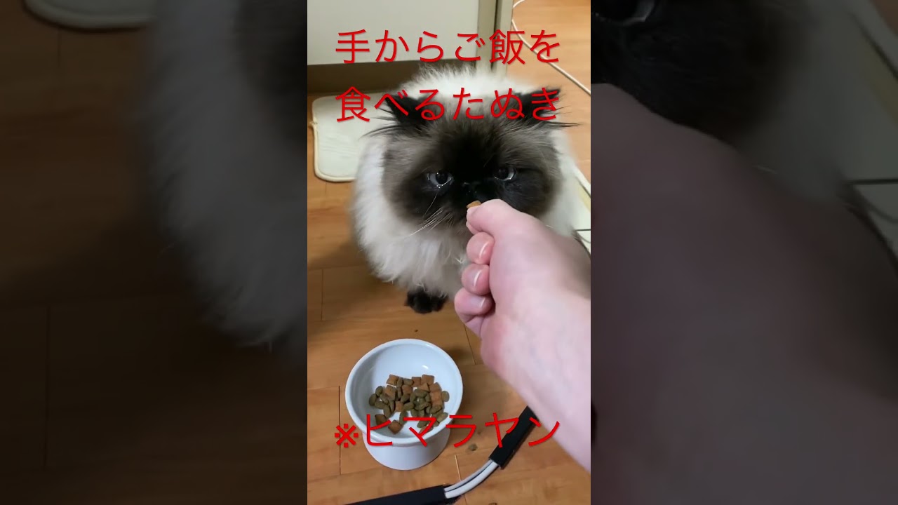 手からご飯を食べるたぬき猫 #ヒマラヤン #shorts  #ヒマラヤン猫  #himarayan