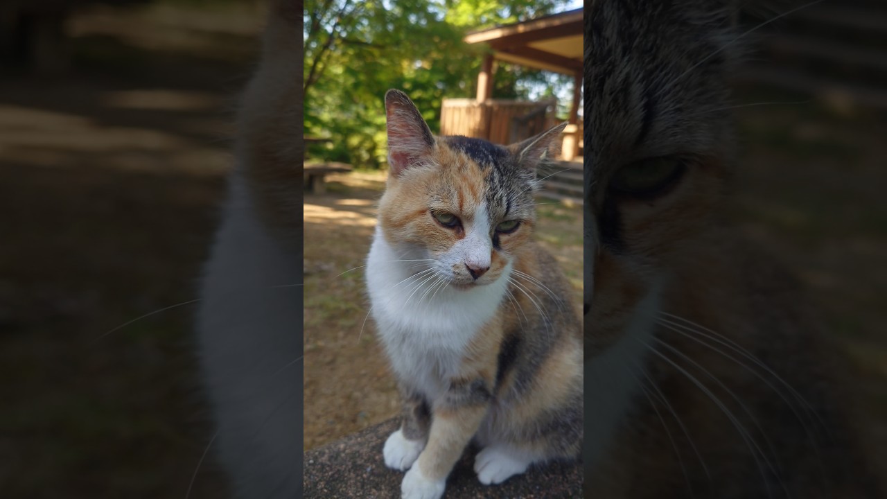 アシュリーちゃんがベンチにゴロン #玉野御嶽神社 #ねこ #cat