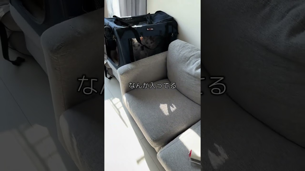 一緒におでかけしたかったかな？☺️ #cat #cats #かわいい #子猫 #cutecat #cuteanimals #cute #癒し