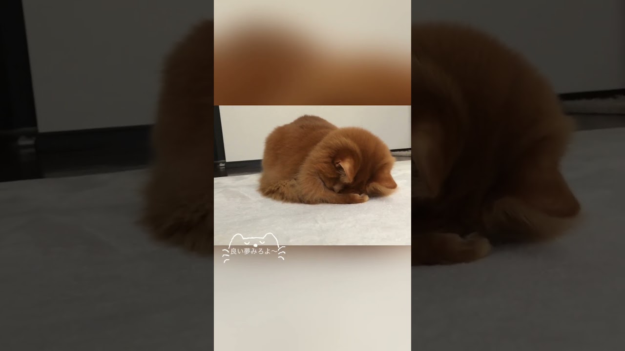 #猫#ソマリ#猫のいる生活#cat