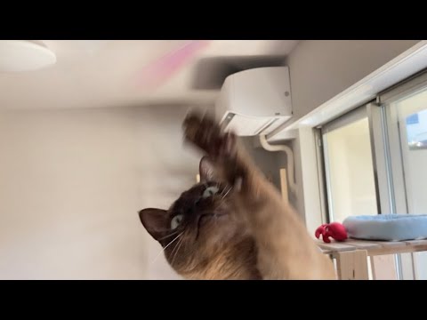 トンキニーズ 【2023/03/11】