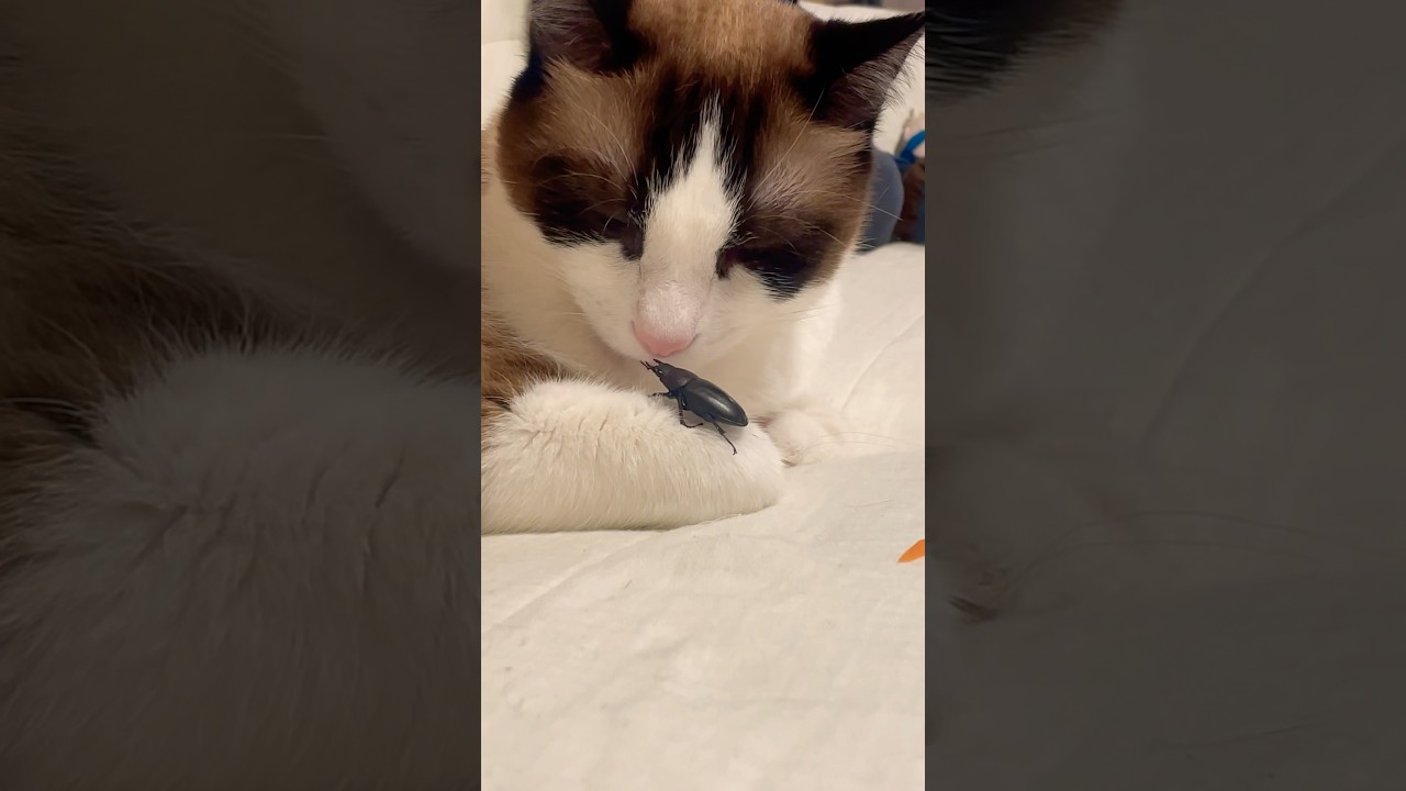 ウワサのこの子は可愛いにゃ  #ねこ動画 #紫今 #ウワサのあの子