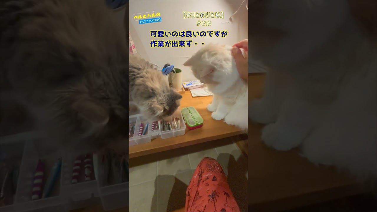 【ネコと釣りと私】＃218＃ネコ＃釣り＃スコティッシュ＃セルカークレックス＃cat＃じゃま