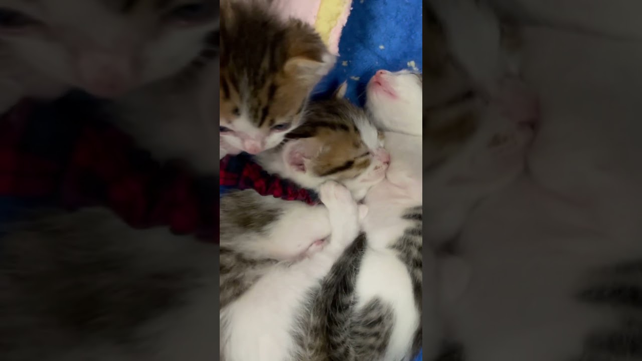 子猫が抱き合って寝ていました。#shorts #cat #kitten #子猫 #子猫の成長動画 #猫