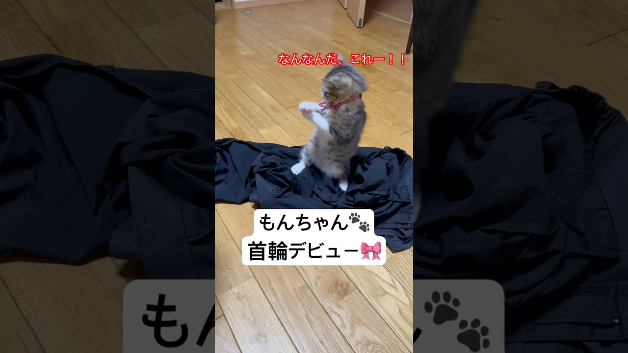 【はじめての首輪】もじもじ…でも似合ってるよ☺️#猫#子猫#首輪デビュー#かわいい猫#癒し猫#もんちゃん#猫のいる生活#catshorts #キュン映像#catcollar