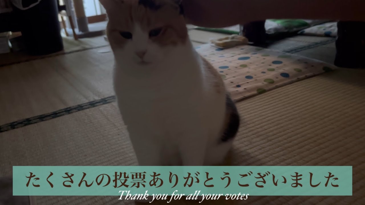 【三毛猫】推し猫グランプリ2025結果報告（2025年6月21日）