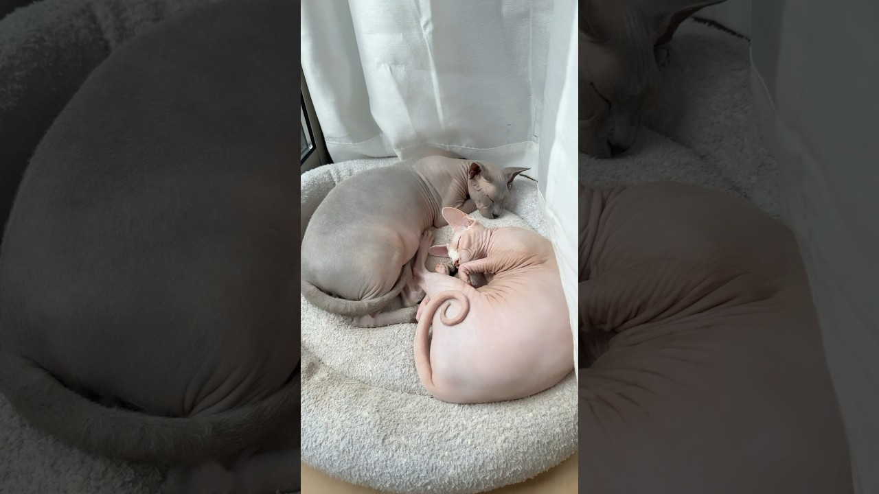 毛のない猫たちの最近のお気に入りの場所【スフィンクス】