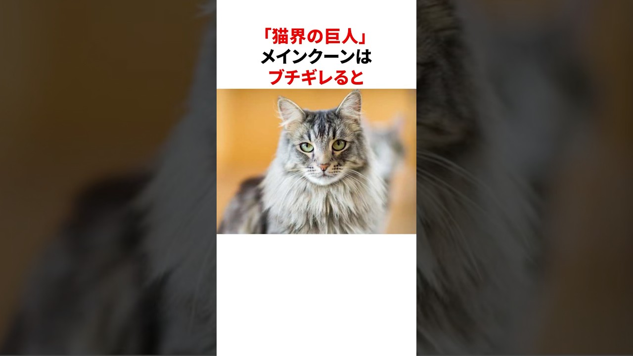 「猫界の巨人」メインクーンの意外な雑学 #shorts
