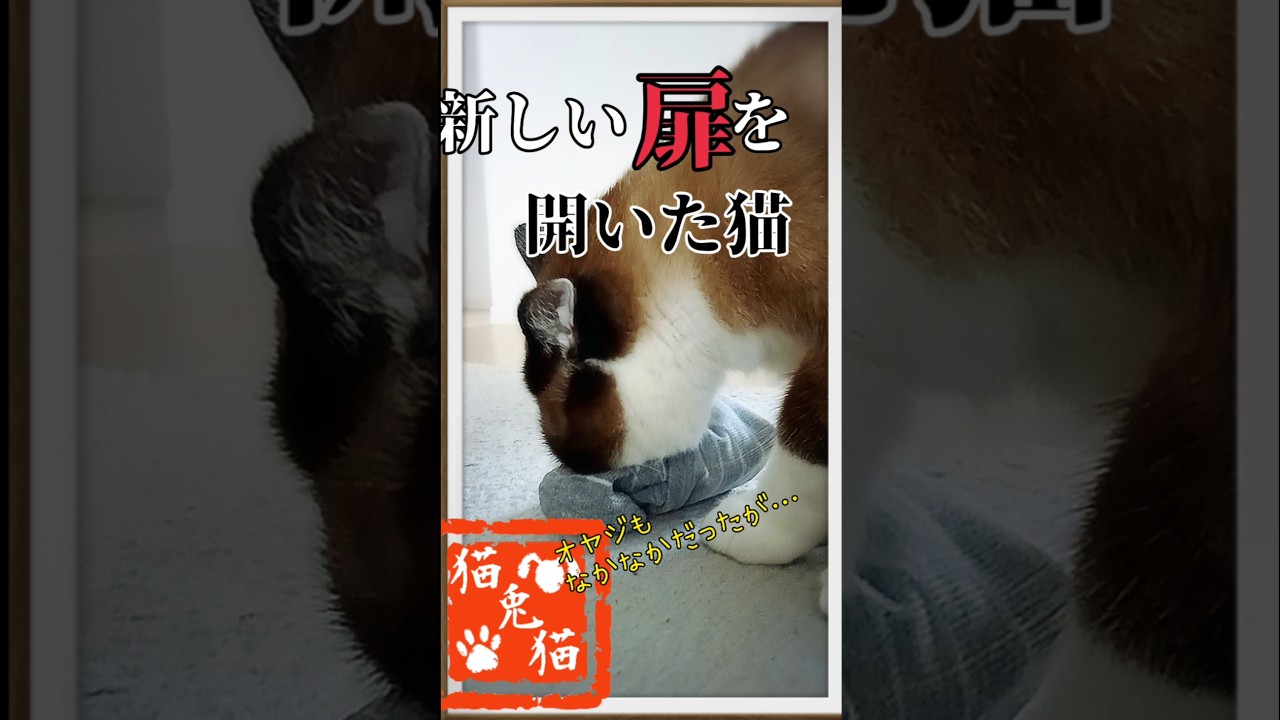 オヤジの香りの次は… #酔いどれ知らず #tnr #cat #スノーシュー猫 #保護猫 #猫のいる暮らし #ブルーアーカイブ #ボカロ