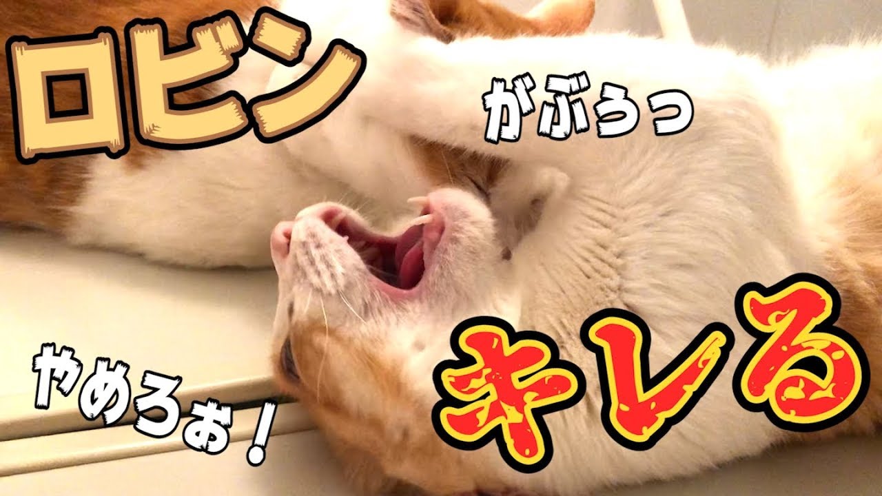 温厚なロビンがついにキレてしまいました…
