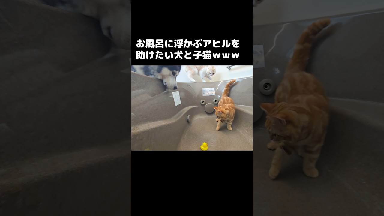 お風呂に浮かぶアヒルを助けち犬と子猫...笑#shorts