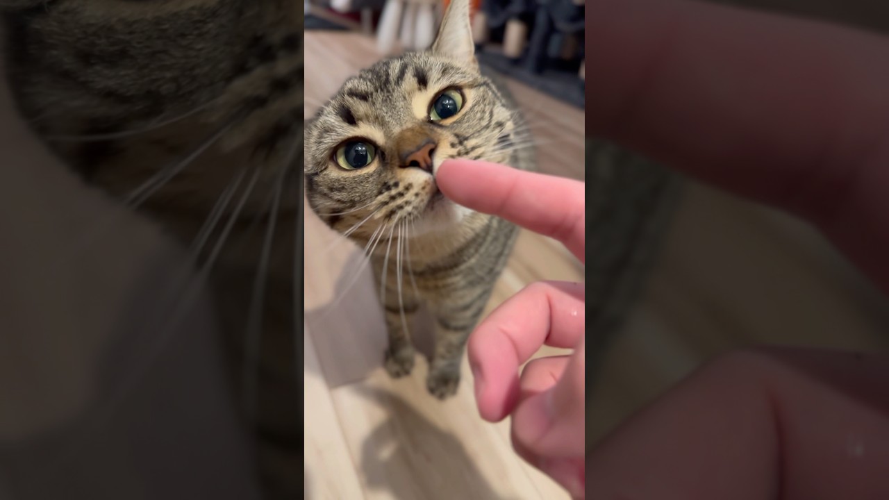 パパとママ帰宅時の猫の反応の違い!? #shorts #猫 #cat
