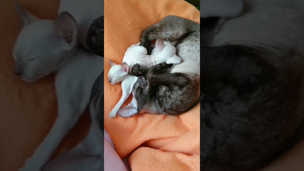 Cornish Rex Cats Being Absolutely Hilarious 2025!