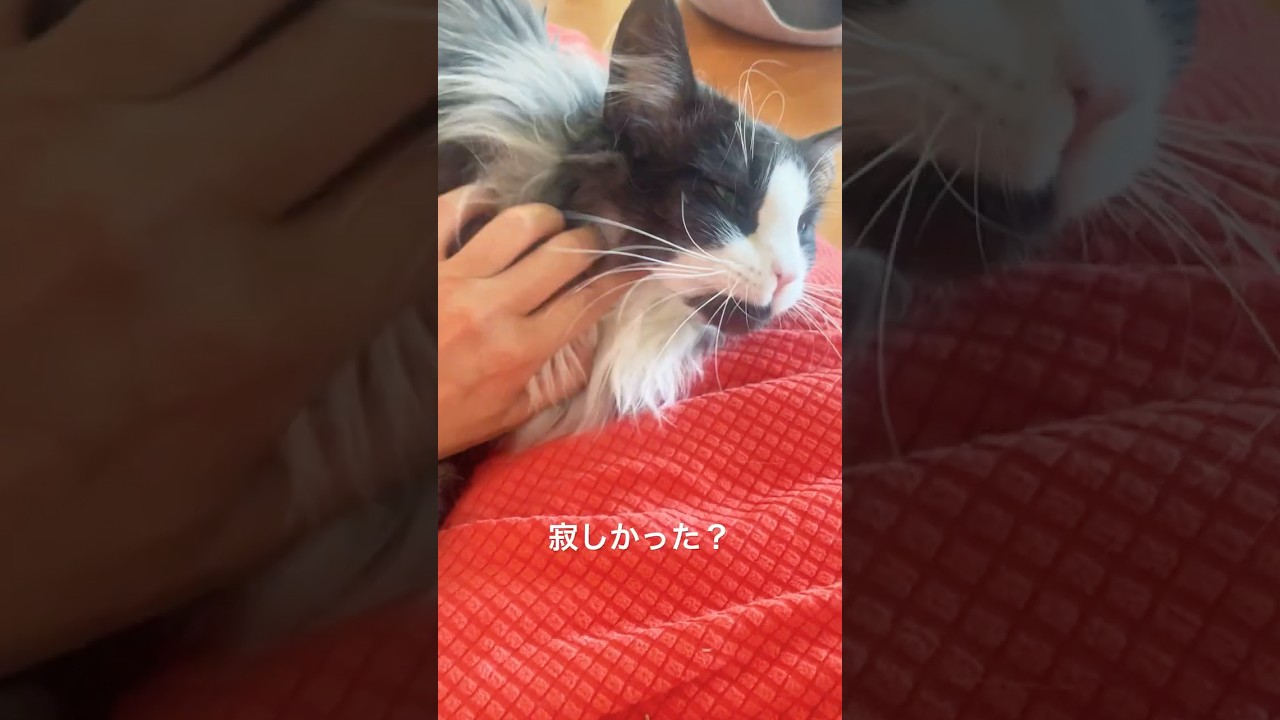 留守番のご褒美#ノルウェージャンフォレストキャット #甘えん坊の猫 #猫のいる暮らし #マッサージ