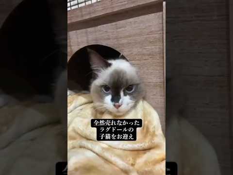 ラグドールの子猫をお迎えした話