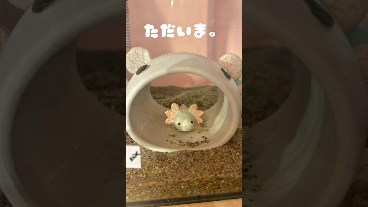 いつでも帰って来てね🤍#shorts