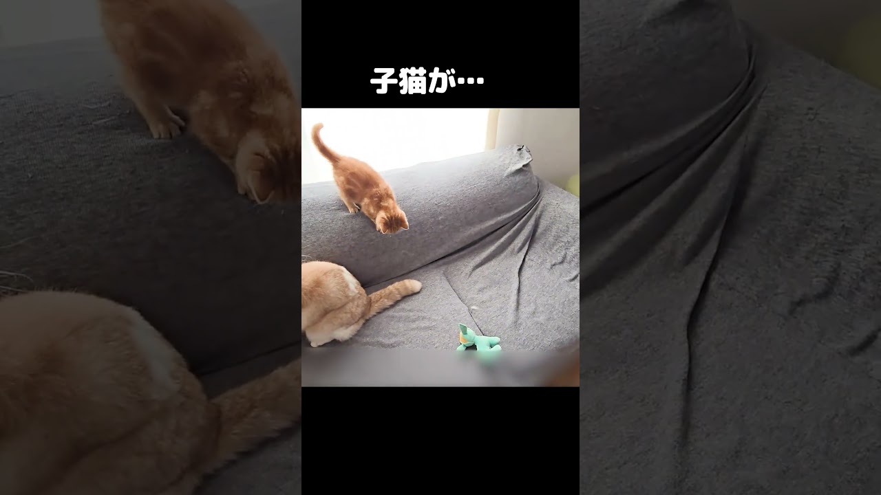生まれて初めて全力で走った子猫が...#shorts