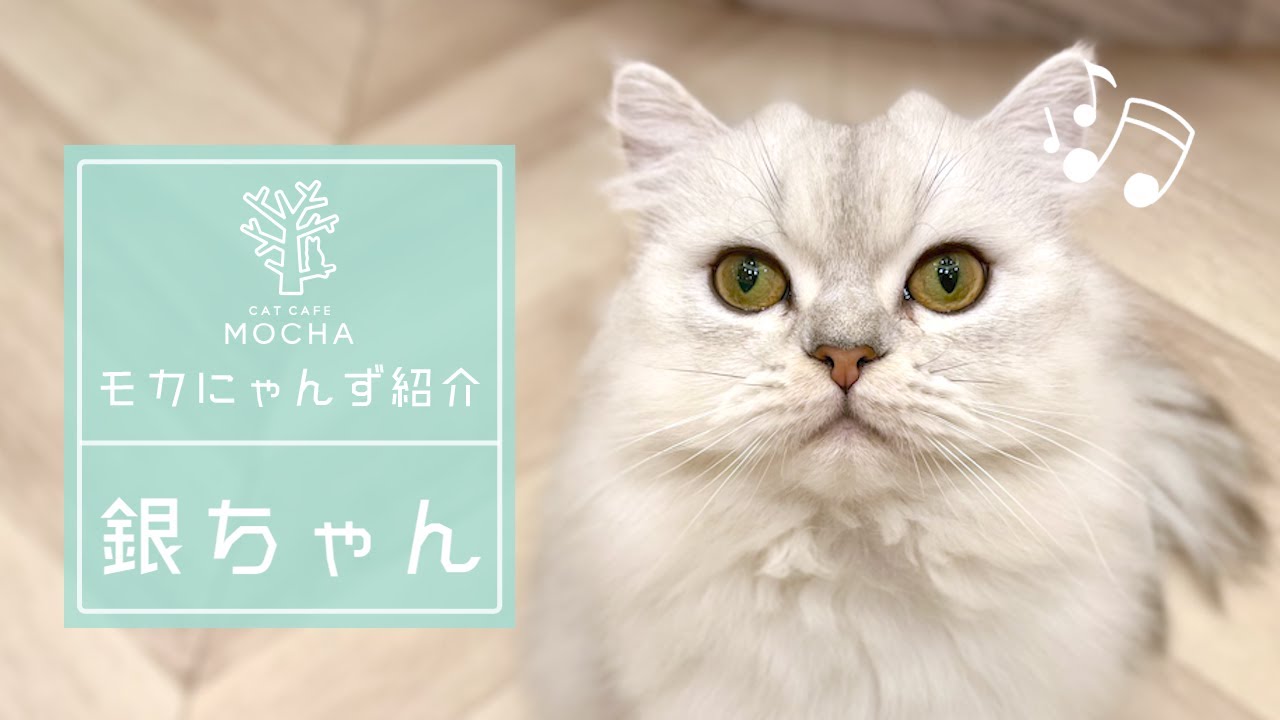 銀ちゃん（ペルシャ♂）名古屋則武新町店