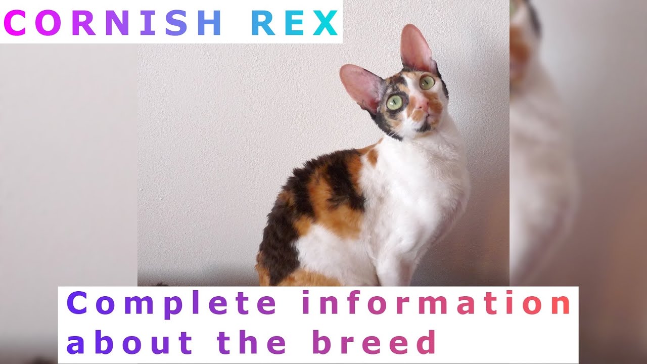 Cornish Rex. Pros and Cons, Price, How to choose, Facts, Care, History Rex