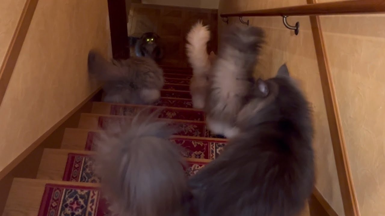 【朝の日課】朝から元気な末っ子ターキッシュアンゴラと、のんびりノルウェージャンフォレストキャット♡