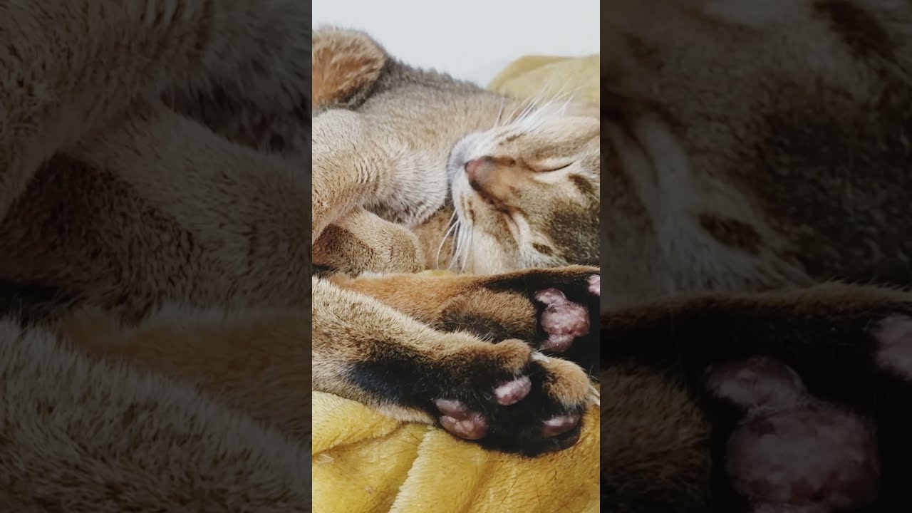 15歳アビシニアンの熟睡(fifteen years old)#Shorts#アビシニアン#高齢猫#熟睡