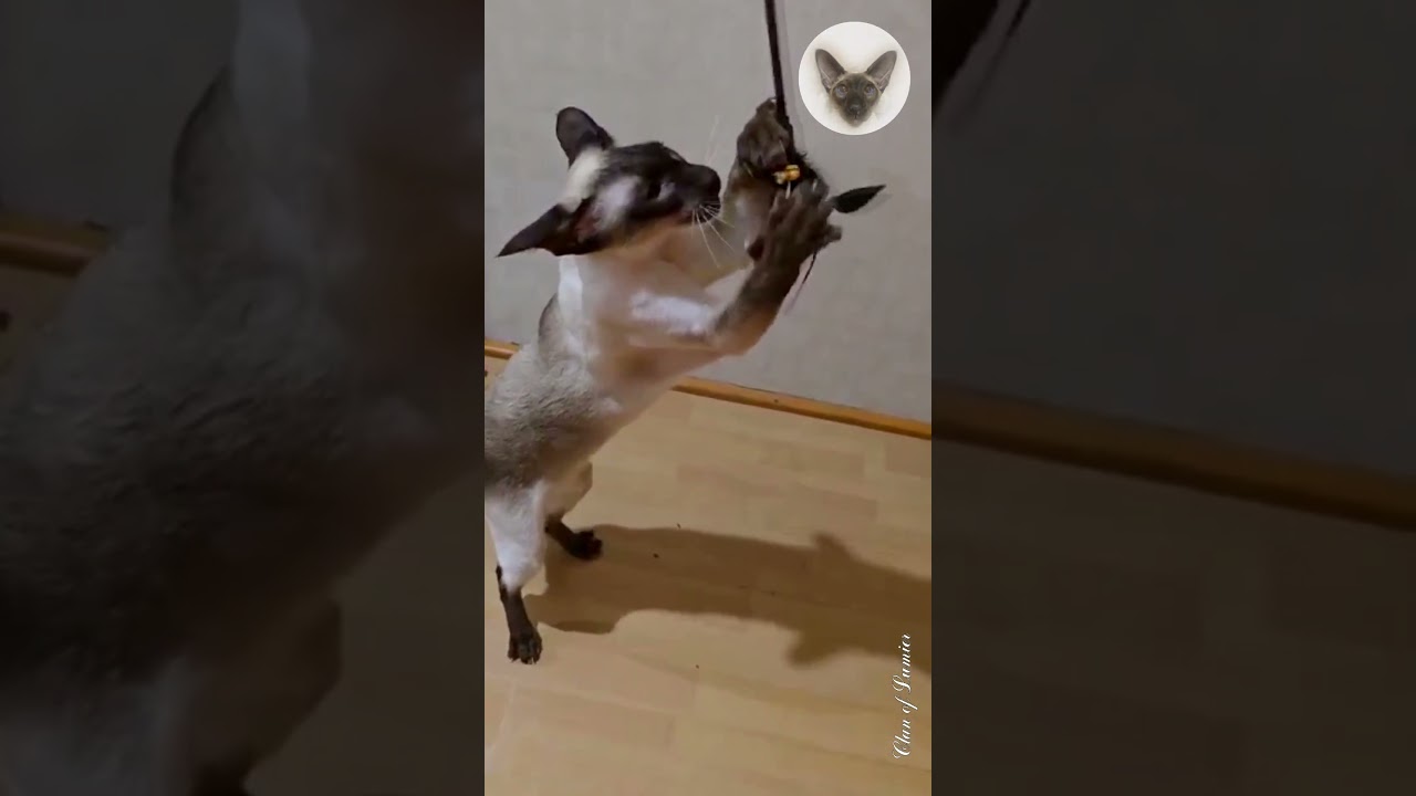 You can never be bored with cats 😊💖😊 playful cats | oriental cats | cat family 💖