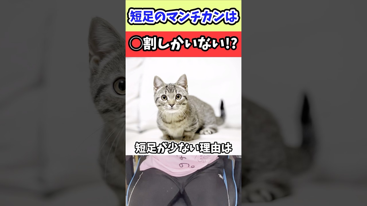【猫のトリビア】短足のマンチカン、それは選ばれし者なのです #shorts #cat #猫 #猫のいる暮らし #トリビア
