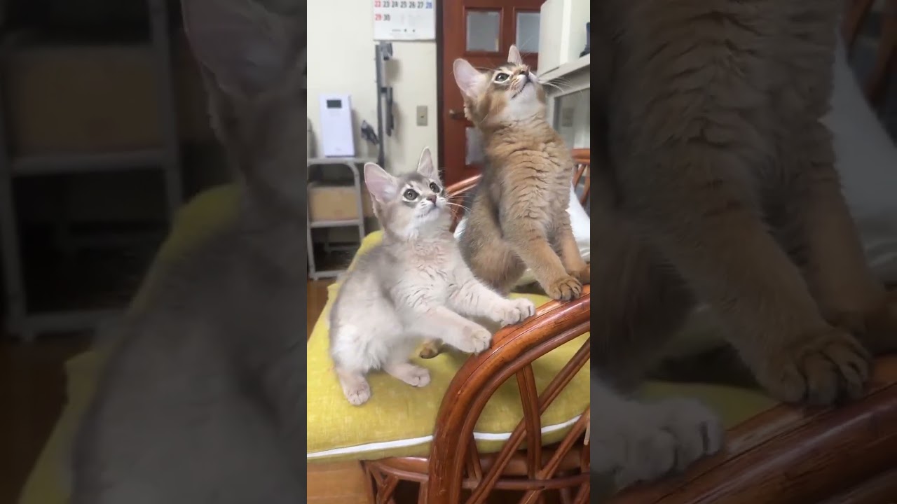 ソマリ 【激カワ4兄妹】顔立ちの整った美猫ちゃん♡
