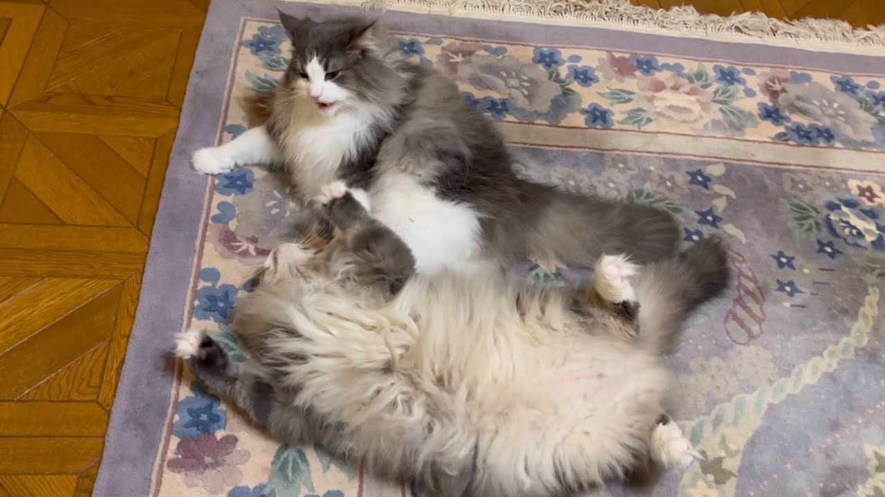 【兄弟バトル‼︎】ゴロゴロスタイルのかわいいバトル♪ノルウェージャンフォレストキャットの仲良し兄弟♡