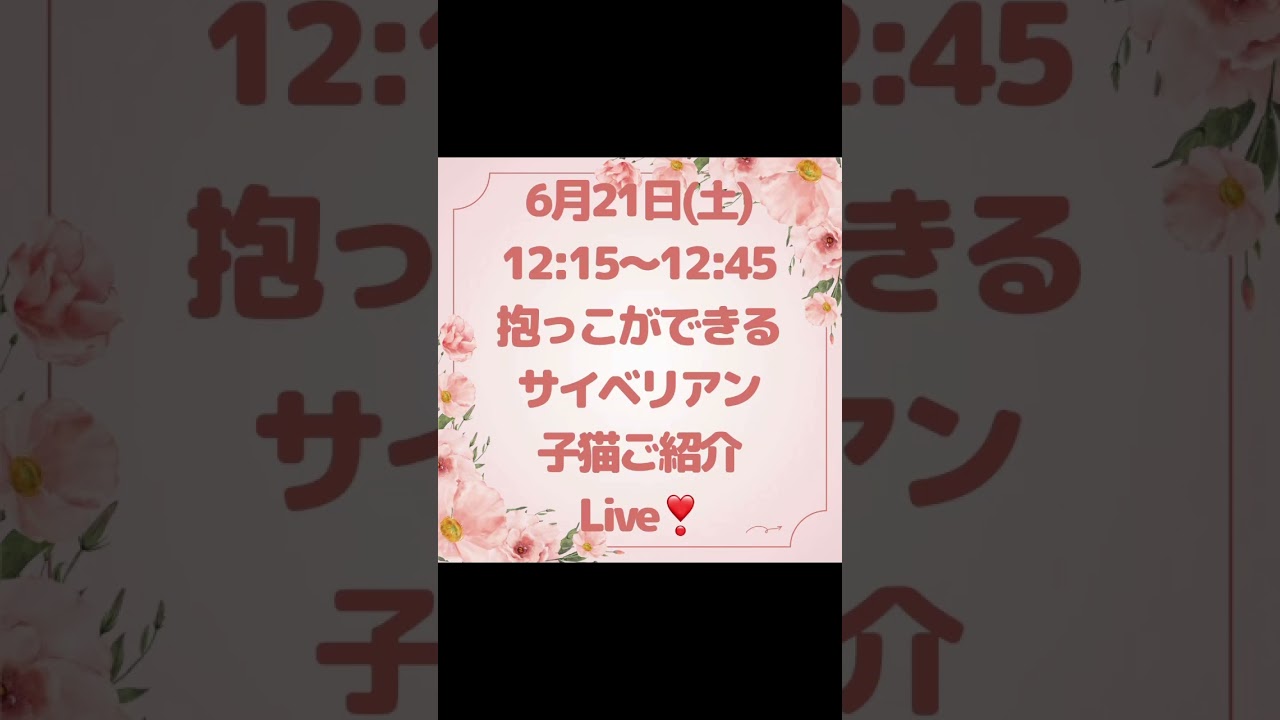 6/21 (土)12:15〜12:45抱っこができる#サイベリアン の#子猫 ご紹介ライブ😻可愛い鼻クロ3兄弟がデビュー💖吉祥寺ロイヤルキャッツでお待ちしてます#ペットショップ