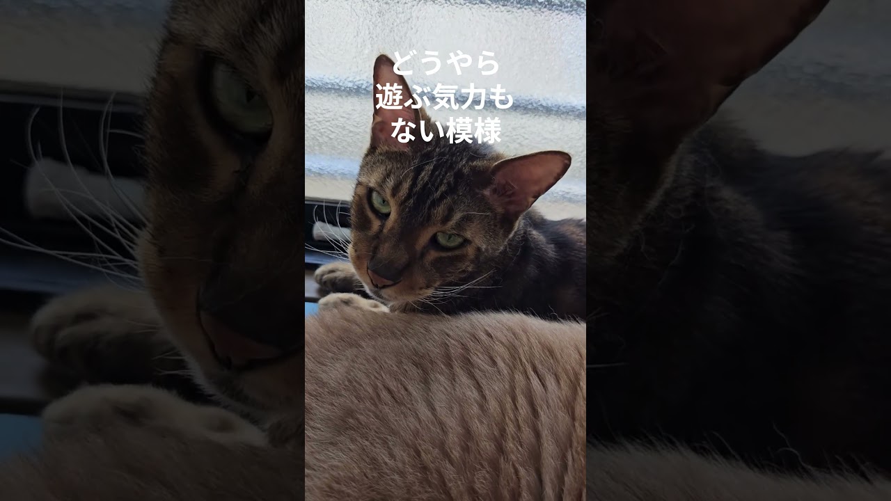 窓際でまったり。 #猫 #cat #猫のいる暮ら #マンチカン #ベンガル