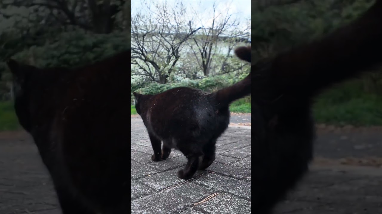 寄ってきたかと思ったらやっぱり逃げる公園の猫たち