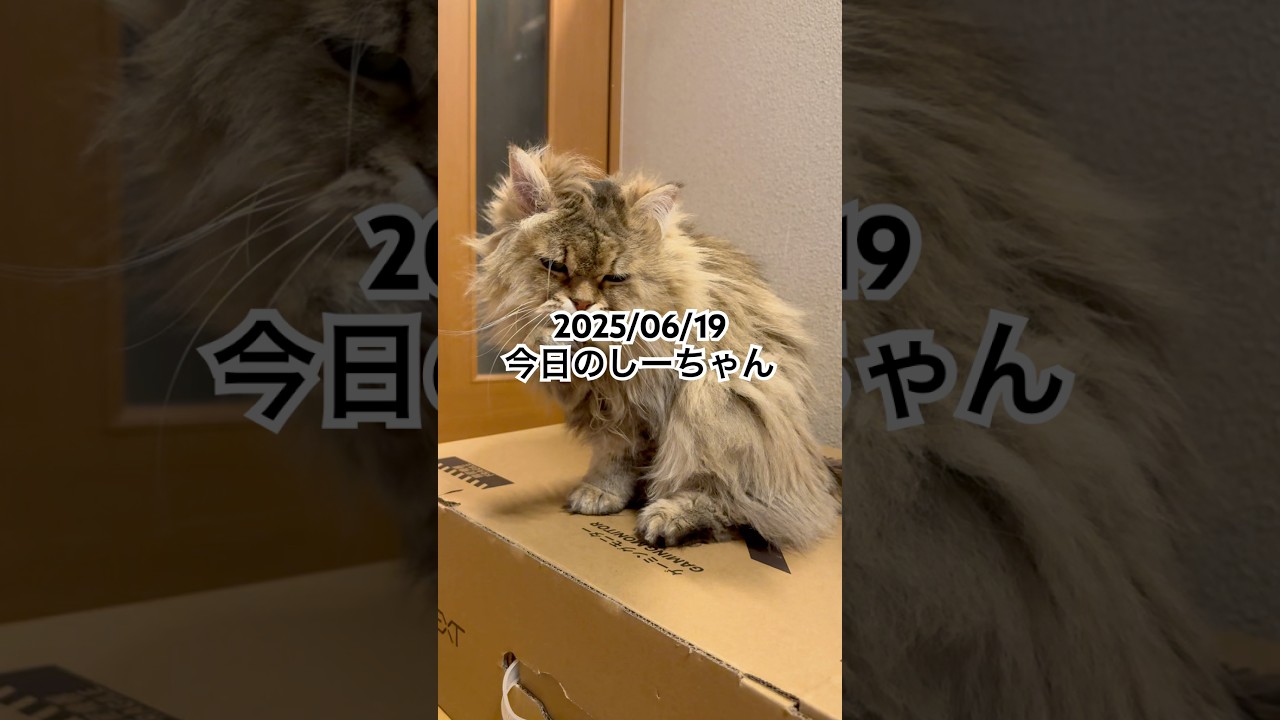 2025/06/19今日のしーちゃん #猫 #ペルシャ #シエル #cat #猫のいる暮らし