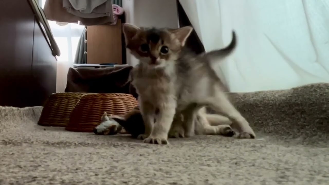 動きが機敏になってきた  〜生後28日〜 ソマリの仔猫