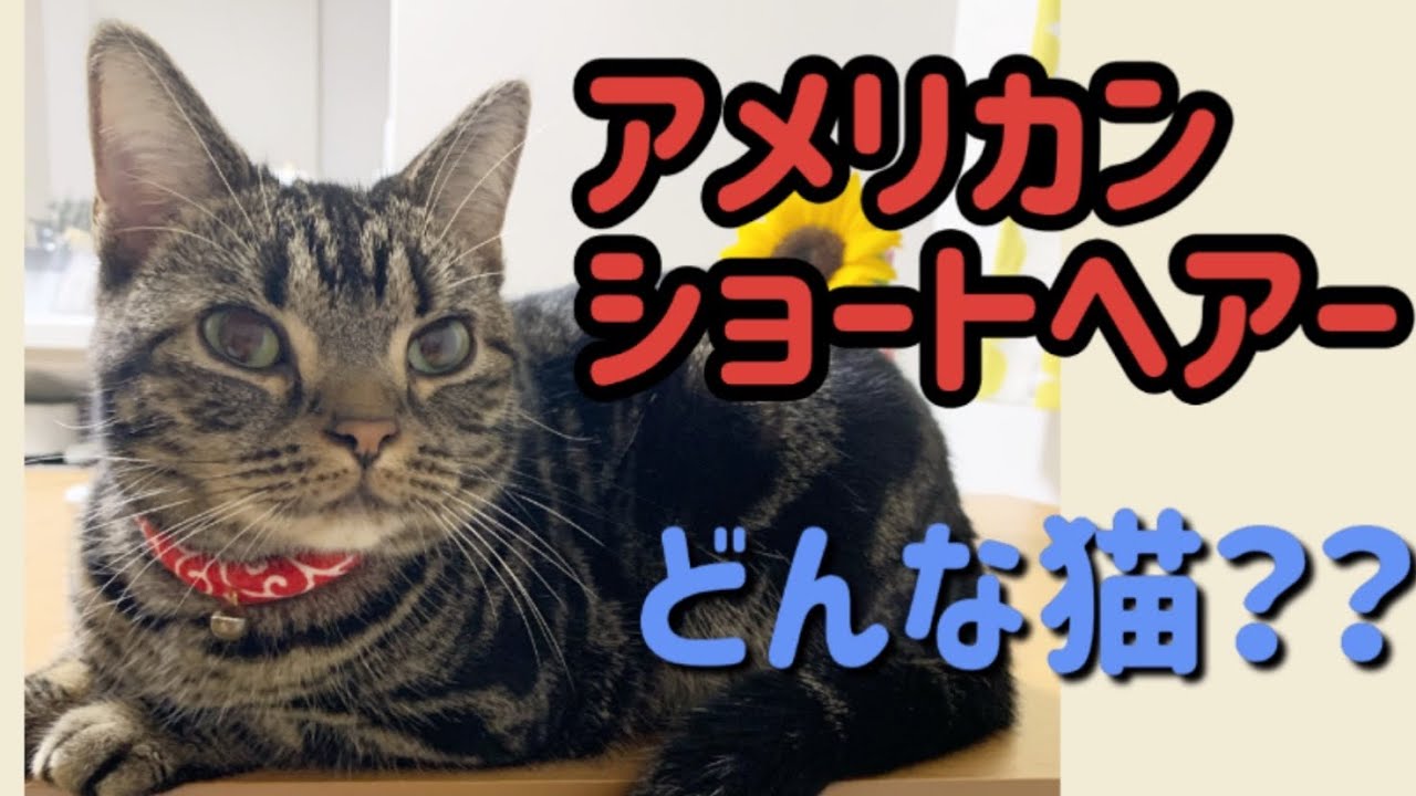 アメリカンショートヘアーってどんな猫？性格、特徴、注意することなど。