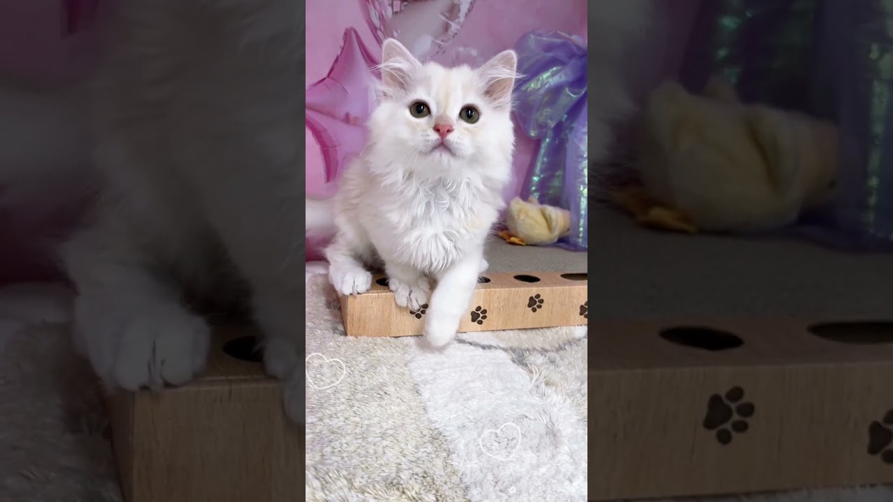 【ご家族様募集中】長足ミヌエット男の子♡ #cat  #かわいい子猫 #kitten #子猫 #cute #子猫ブリーダー #長足マンチカン #短足ミヌエット #子ネコ