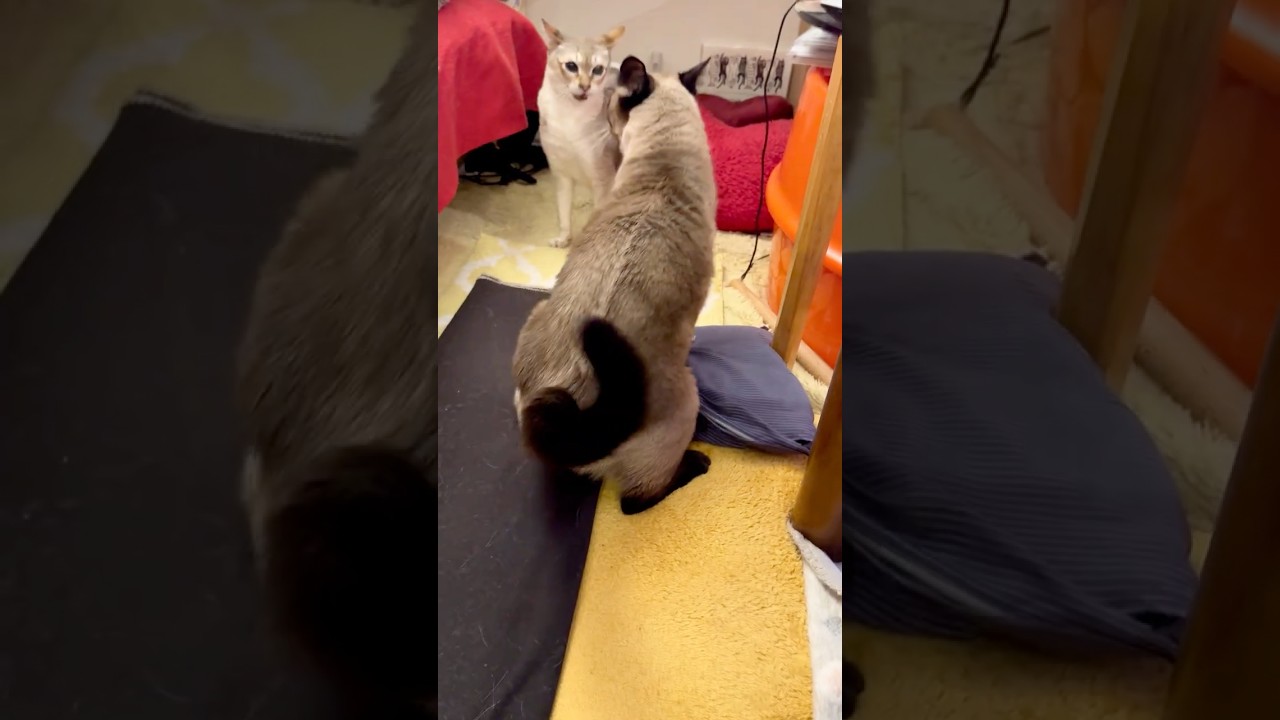 部屋のすみっこでもめているシンガプーラとたぬき猫なのにゃ♪#cat #シンガプーラ #トンキニーズ#たぬき猫#singapura#tonkinese