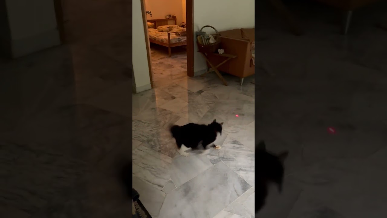 Cymric Cat Lost - 8 Years, Botakchin from Puchong, Bandar Kinrara, Kuala Lumpur